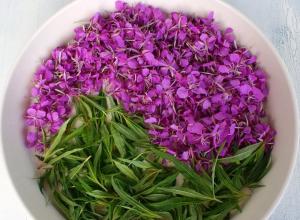 Трава иван-чай: лечебные свойства и противопоказания, особенности и рецепты Иван чай полезные свойства и противопоказания